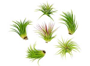 6 Lowlight Air Plant Pack Live Plants