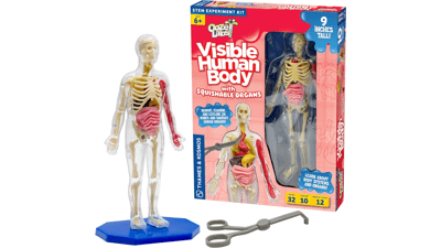 Visible Human Body with Squishable Organs - Thames & Kosmos Ooze Labs