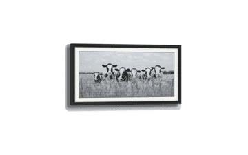 Farmhouse Black & White Cow Herd Grass Meadow Canvas Painting