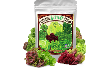 22,000+ Organic Lettuce Seeds