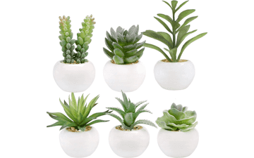 GREENTIME Set of 6 Succulents Plants