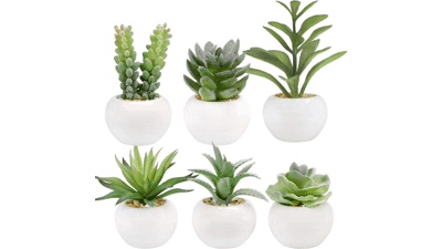 GREENTIME Set of 6 Succulents Plants