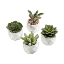 MyGift Miniature Artificial Succulents