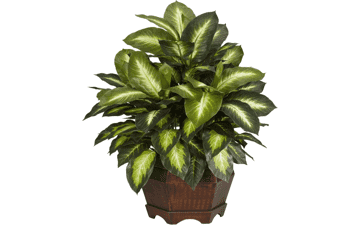 Nearly Natural 6639 24in. Golden Dieffenbachia Silk Plant