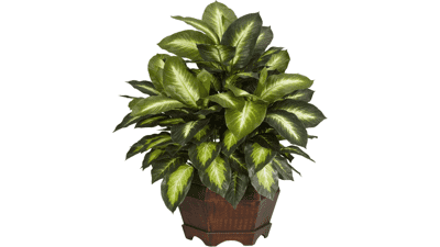 Nearly Natural 6639 24in. Golden Dieffenbachia Silk Plant