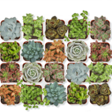 20-Pack Assorted Succulents | Live Indoor Plants