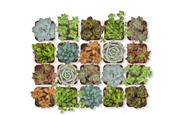20-Pack Assorted Succulents | Live Indoor Plants