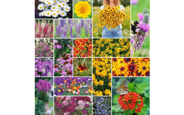 Perennial Wildflower Seeds Mix - Attract Pollinators!