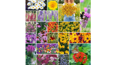 Perennial Wildflower Seeds Mix - Attract Pollinators!