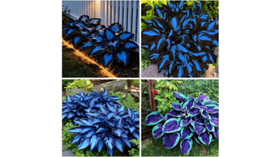 Blue Hosta Seeds for Planting