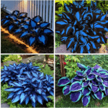 Rare Blue Hosta Seeds for Planting