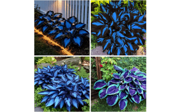 Rare Blue Hosta Seeds for Planting