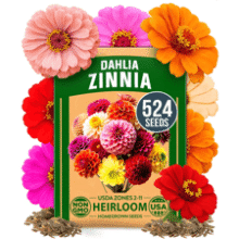 Zinnia Dahlia Seeds Pack